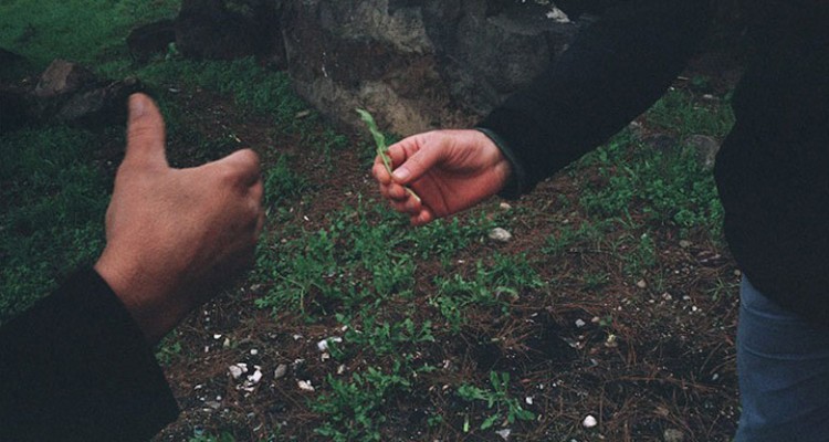 Plant to Harvest Solidarity and Resilience