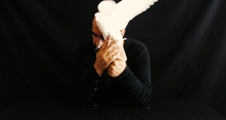 How to tell of peace to a living dove?